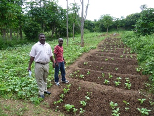 Growing vegetables at Namisu, Malawi