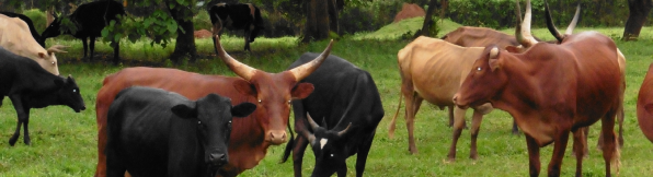 Herd of cattle in Uganda Herd of cattle in Uganda